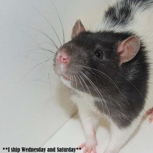 Meet your Posher, Angela